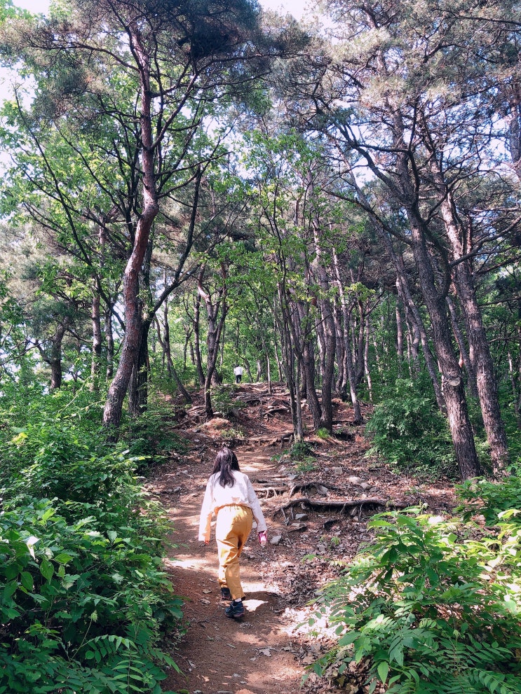 청주 김수녕양궁장 등산로 코스! 무난하다!!
