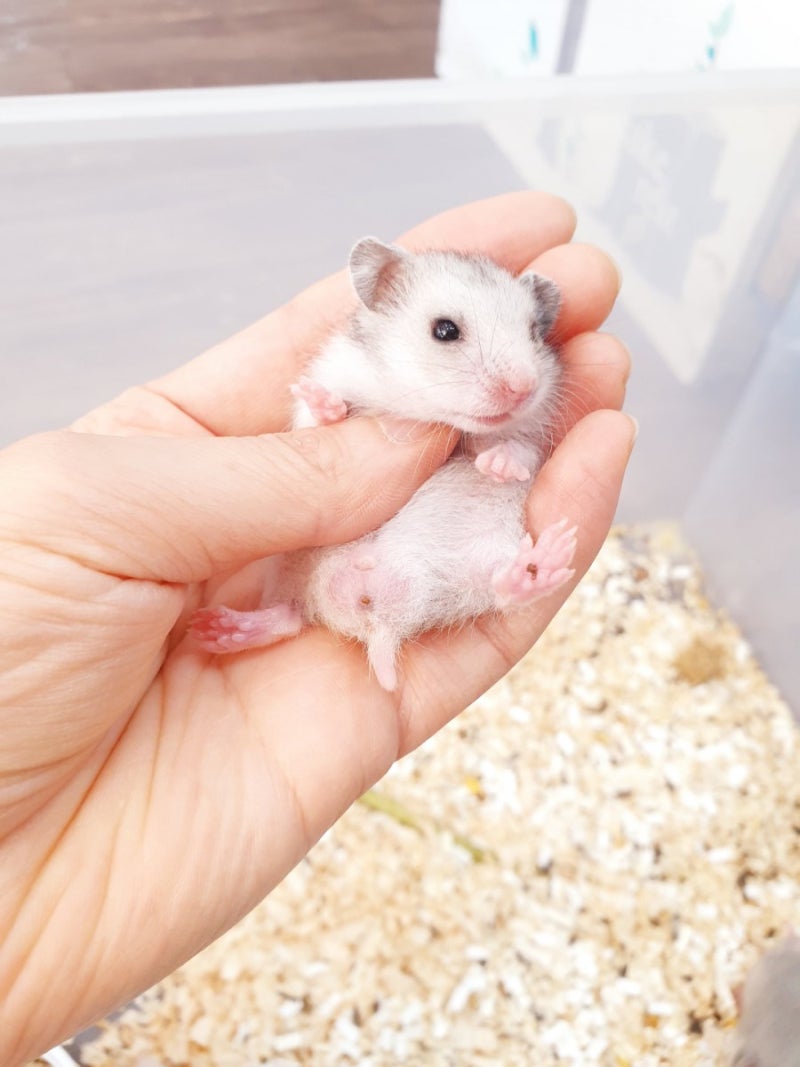 서울 수컷(Male Syrian hamster) 골든햄스터분양 : 네이버 블로그, image size:800x1067