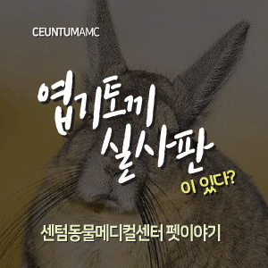  [동물뉴스]엽기토끼 실사판이 있다?