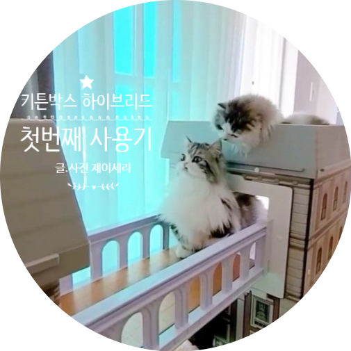  고양이가 좋아하는 캣타워 키튼박스 하이브리드 사용기 1편 (러블리 고양이 집)
