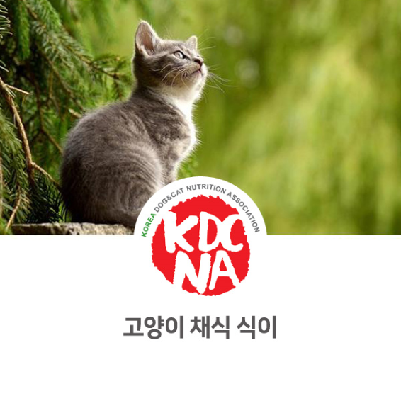  [한국반려동물영양협회/나의반려/펫영양사/펫푸드자격증/반려동물영양전문강사/양평/파주/공주/부여/광주/익산/경주] 고양이 채식 식이_810