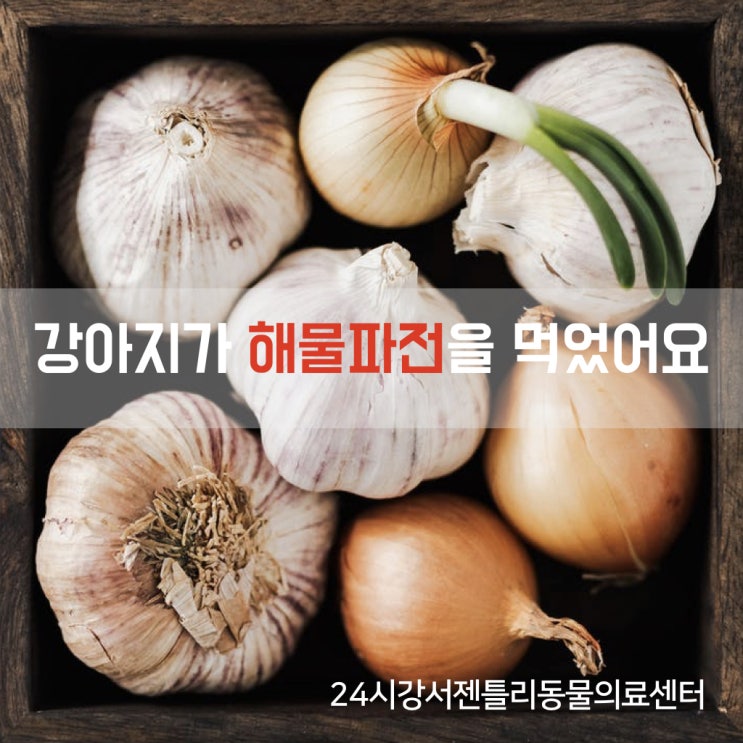  강아지 해물파전 먹으면 안 되는 이유, 24시 강서 젠틀리 동물의료센터