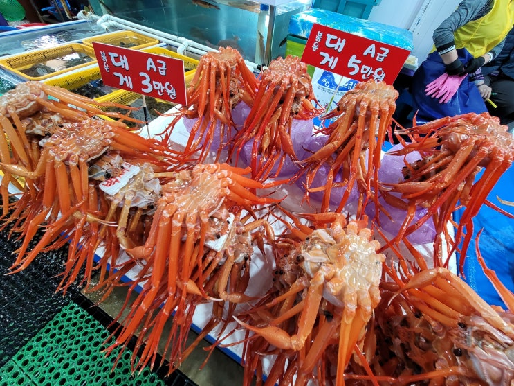  주문진 수산시장 대게, 회 저렴하게 사는 방법
