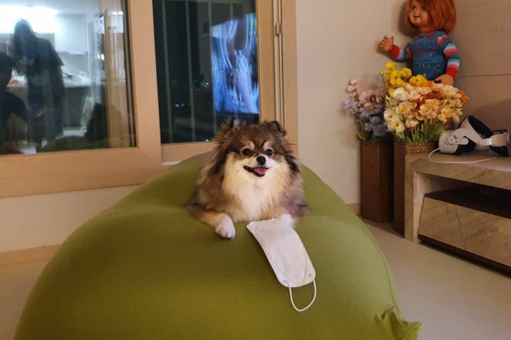  늦게 퇴근한 아빠를 맞이해주는 마리