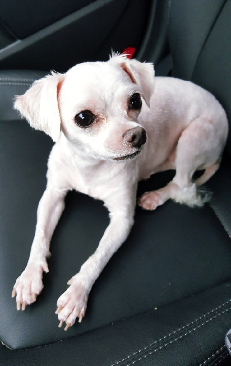  9년을 함께 살고 있는 귀여운 소형 강아지 '우리'를 소개합니다