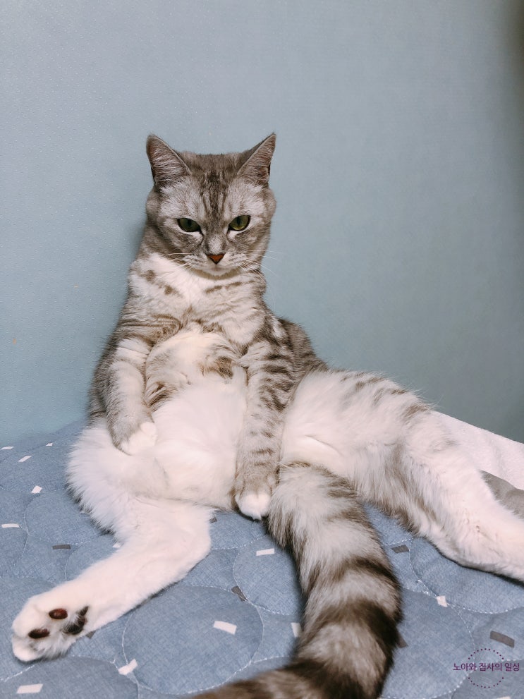  나의 귀여운 고양이 노아