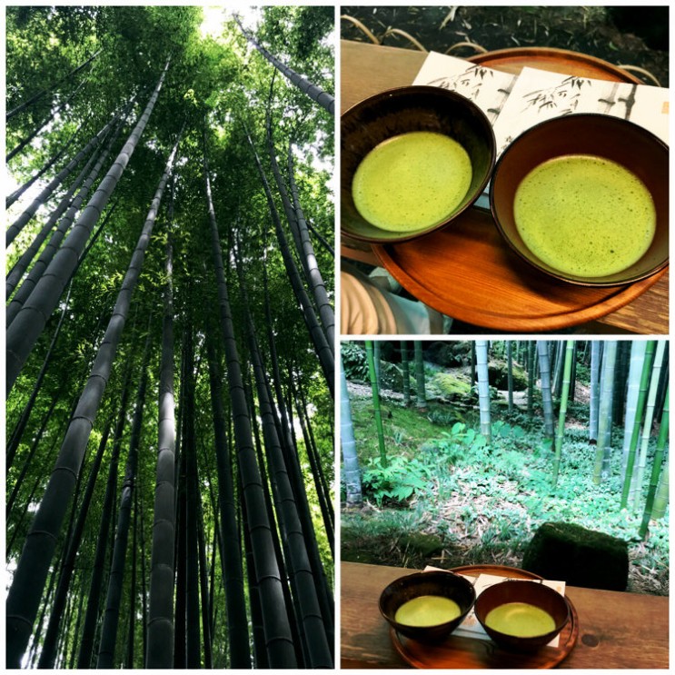 [랜선 타고 일본여행] 대나무 숲에서 말차 한 잔 어때요? • 호코쿠지(報国寺)【가나가와현】