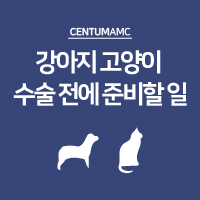 강아지 고양이 수술 전에 준비할 일