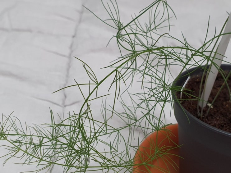  블챌 오늘일기 8 아스파라거스 키우기 How to Grow Asparagus