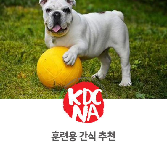  [한국반려동물영양협회/펫영양사/반려동물영양사/펫푸드자격증/애견수제간식/군산/전주/대전/세종/원주/강릉] 강아지 훈련용 간식 성분 및 추천_805