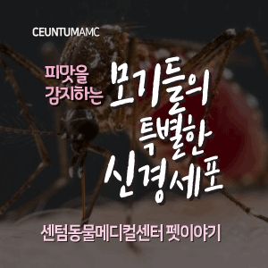 [동물뉴스]피맛을 감지하는 모기들의 특별한 신경세포