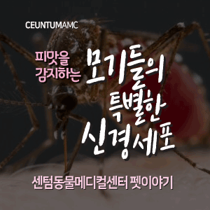  [동물뉴스]피맛을 감지하는 모기들의 특별한 신경세포
