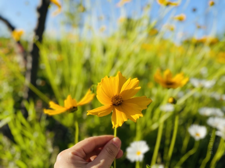 여름 코스모스라 불리우는 길가에 노란꽃 큰금계국(금계화)