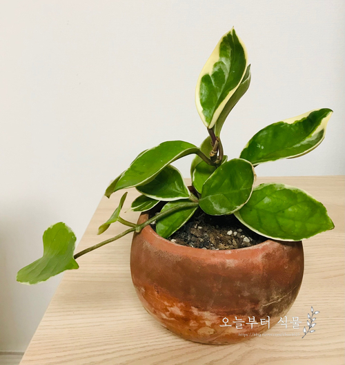  호야의 수난