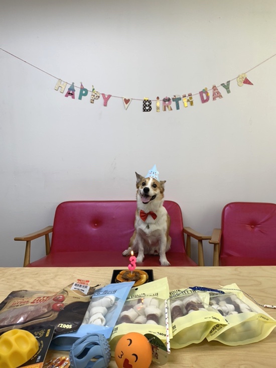 정필이 3살 생일파티(도그쿡 강아지케이크)