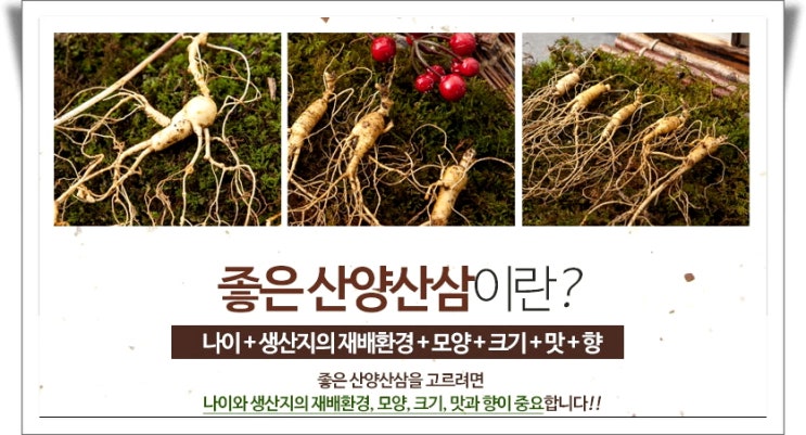  50대 아빠 생일선물 산양산삼 고를 때 간단한 팁!