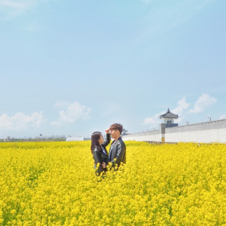  전주 숨은 유채꽃 명소, 전주 도도동 항공대대!