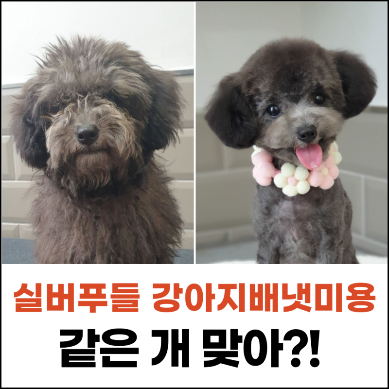 강아지 손질 스타일이 타이트한가요?? 손질 스트레스를 줄이는 방법