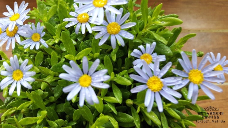  터지기 직전이에요.(청화국, 피치 클라우드, 엔젤 아이스 에바)