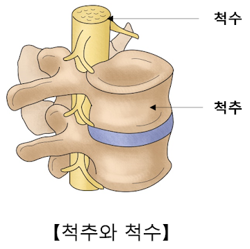  3-2. 척수의 구조와 기능