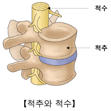 3-2. 척수의 구조와 기능