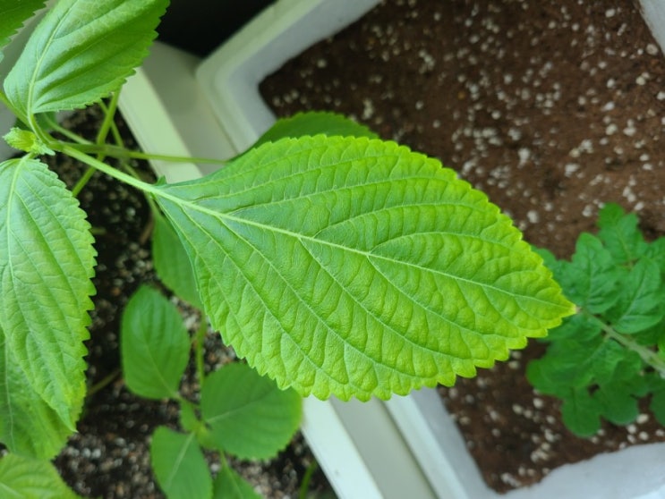 다이소 깻잎 키우기 후기