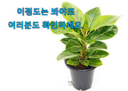 초대박 뱅갈 고무나무 가성비 구매 강추에요! 초대박 뱅갈 고무나무 가성비 구매 강추에요!