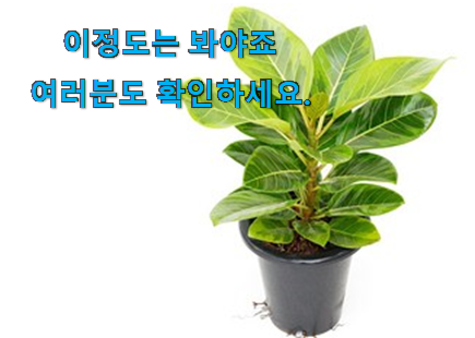 초대박 뱅갈 고무나무 가성비 구매 강추에요!