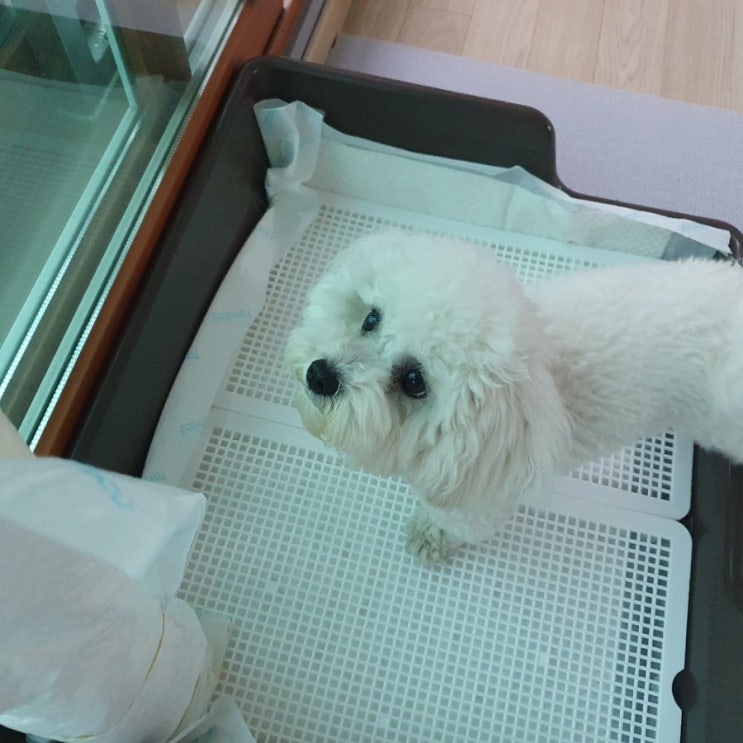  강아지 실내 마킹 이유와 꿀팁 방출!(마킹기둥 만들기)