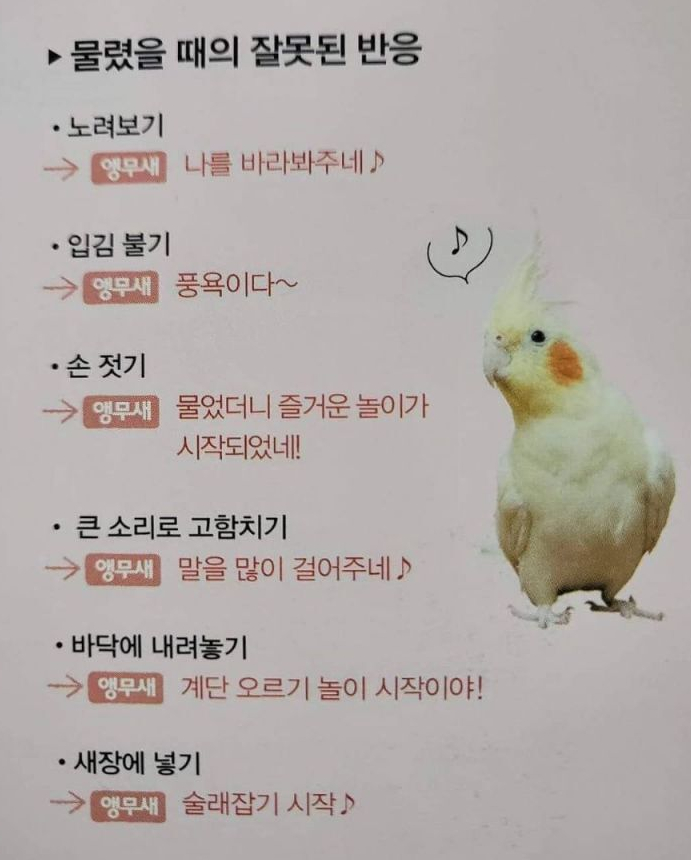  오늘일기: 복세앵살(복잡한 세상 앵무새처럼 살자)