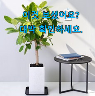  선물하고픈 뱅갈 고무나무 화분 물건 구성이 참 좋아요