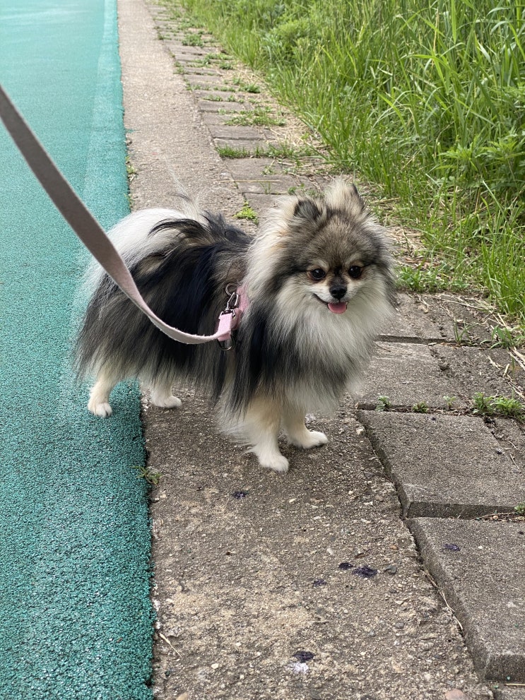  평화로운 꾸꾸의 산책
