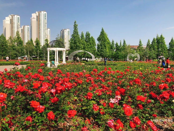  인천 가볼만한곳 남동구 늘솔길공원 장미원