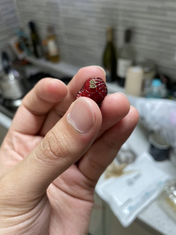  산딸기 노린재 알