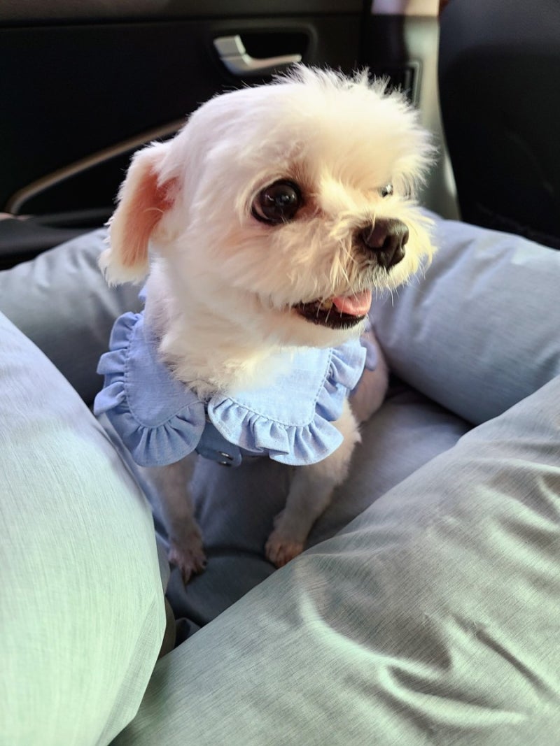 독일 셰퍼드한테 옷 입히면 안 된다는 말을 들어서, 강아지 때 딱 한 번 입혀봤지. : r/aww, image size:800x1067