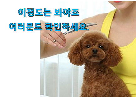 현명한소비 애견 미용가위 인정상품 이건 못참겠어요. 현명한소비 애견 미용가위 인정상품 이건 못참겠어요.