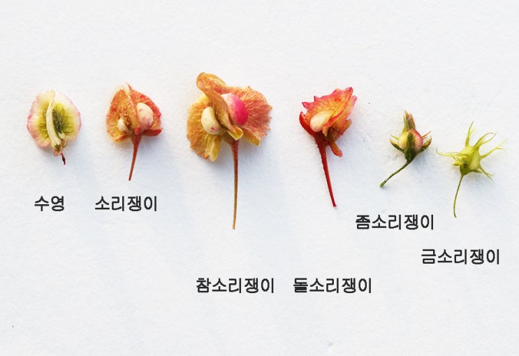  수영, 소리쟁이, 참소리쟁이, 돌소리쟁이, 좀소리쟁이, 금소리쟁이, 묵밭소리쟁이