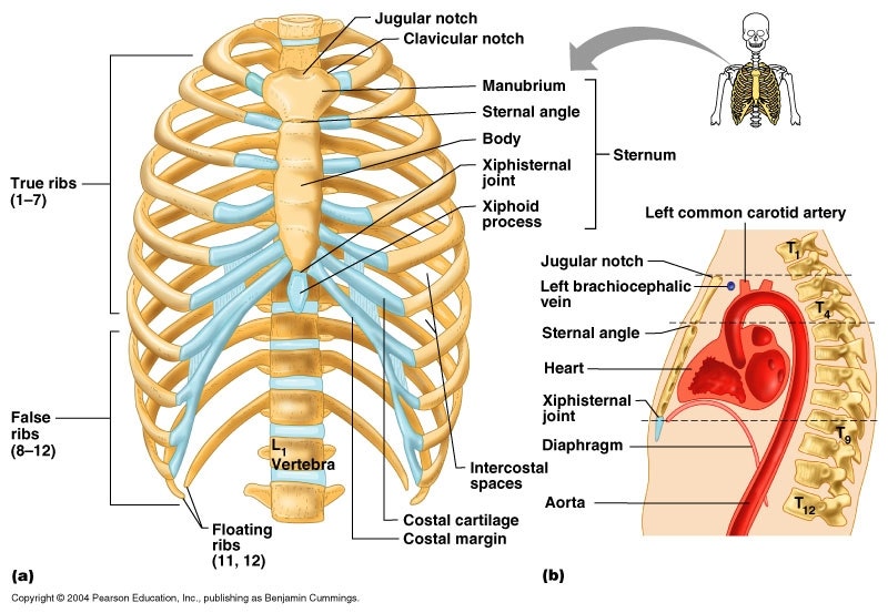 기초 해부생리학 - Sternum (흉골) : 네이버 블로그