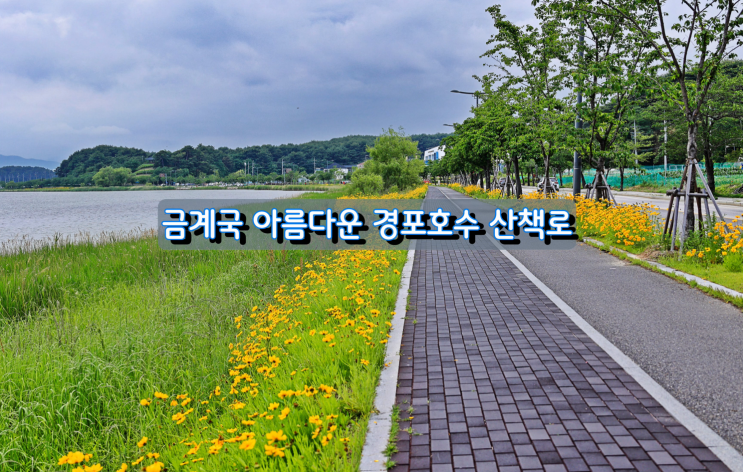 금계국 곱게핀 경포호수 산책로 초여름 풍경