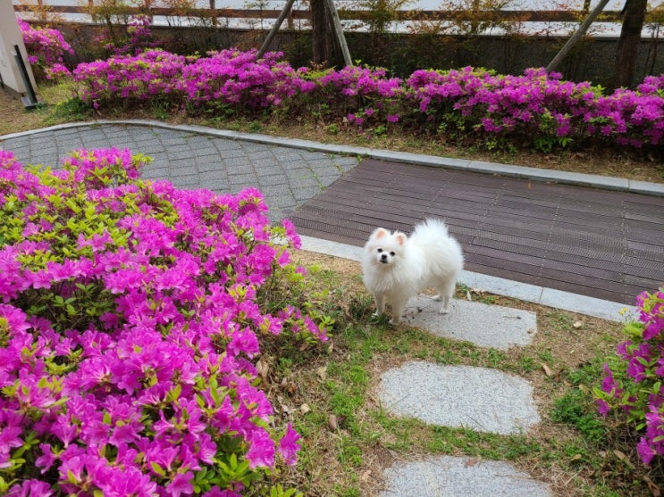 포메라니안 두부 산책 일기