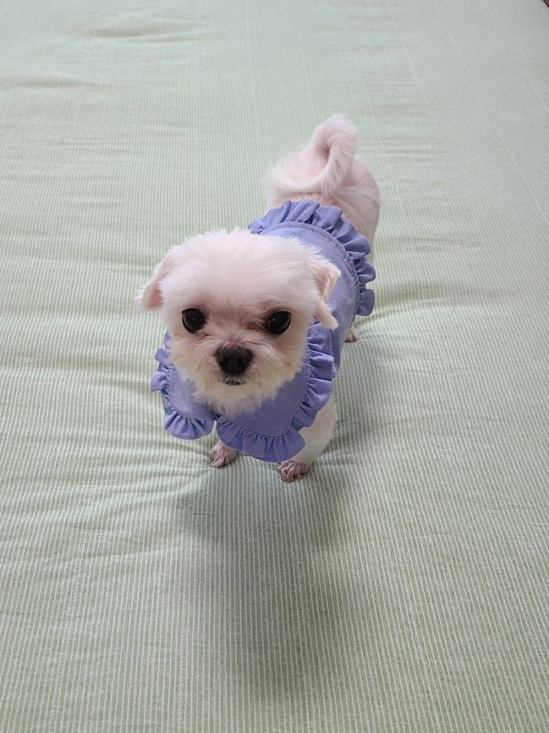 우리 강아지 할로윈 코스튬: Willow (Taylor's Version) : r/TaylorSwift, image size:800x1069