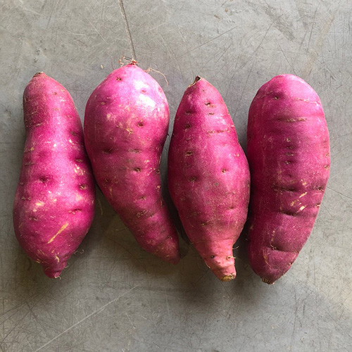 리뷰가 좋은 햇살조은 영암 햇 고구마 꿀밤고구마 베니하루카, 꿀고구마(한입), 3kg 추천해요