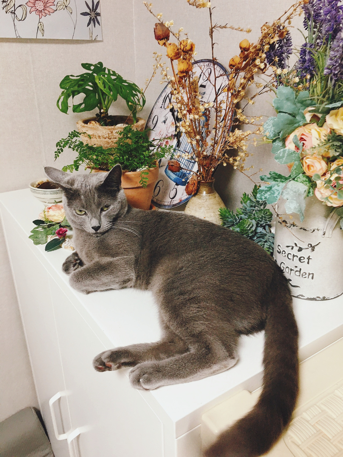  오늘일기 6월2일,  글로리고양이 일상