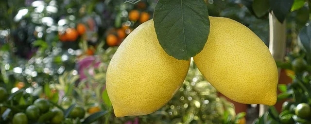 듣기에 편안한 포크송 추천 : 피터 폴 앤 마리(Peter Paul And Mary) - Lemon Tree