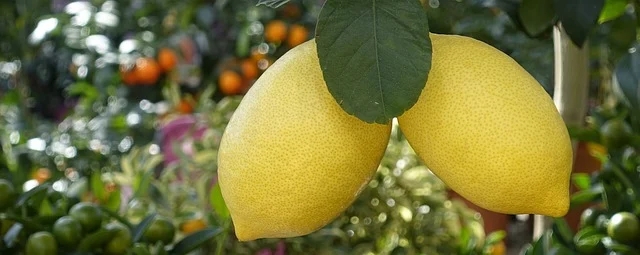  듣기에 편안한 포크송 추천 : 피터 폴 앤 마리(Peter Paul And Mary) - Lemon Tree