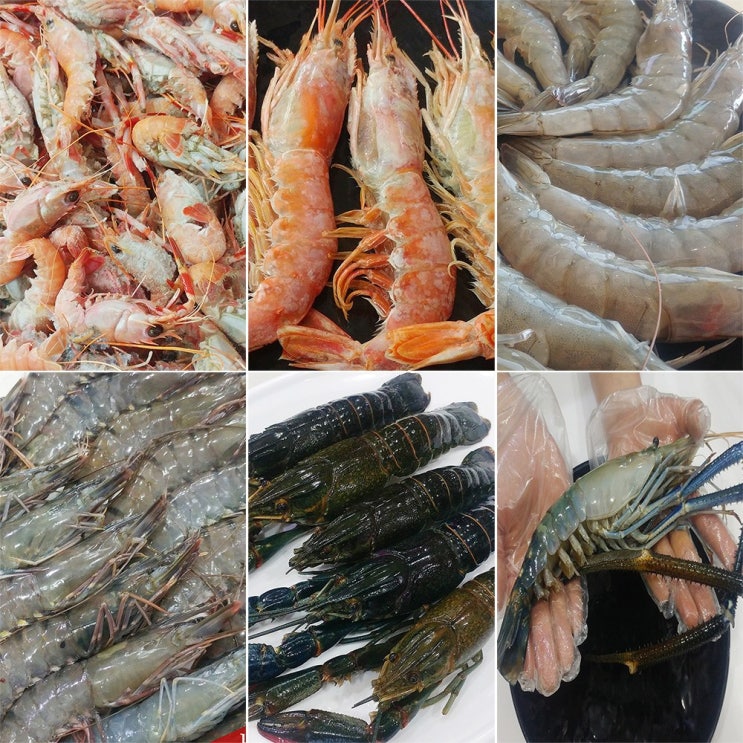 의외로 인기있는 나라수산 딱새우 홍새우 크레이피쉬 징거미새우 흰다리새우 블랙타이거새우 500g, 1개, 07_블랙타이거새우15마리 추천해요 의외로 인기있는 나라수산 딱새우 홍새우 크레이피쉬 징거미새우 흰다리새우 블랙타이거새우 500g, 1개, 07_블랙타이거새우15마리 추천해요