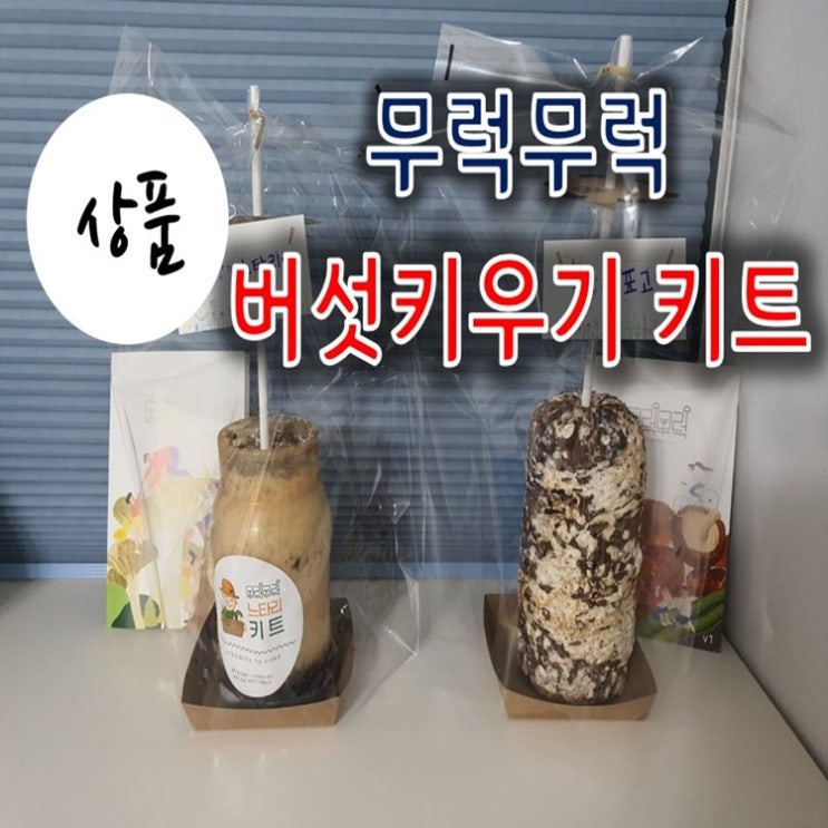 표고 느타리 버섯키우기키트 해보셨나요? 표고 느타리 버섯키우기키트 해보셨나요?