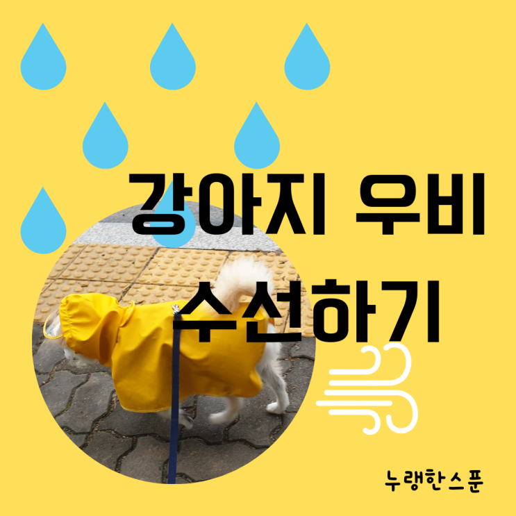  강아지우비 사이즈 체크 | 강아지우비 수선하기 | 내돈내산 강아지우비