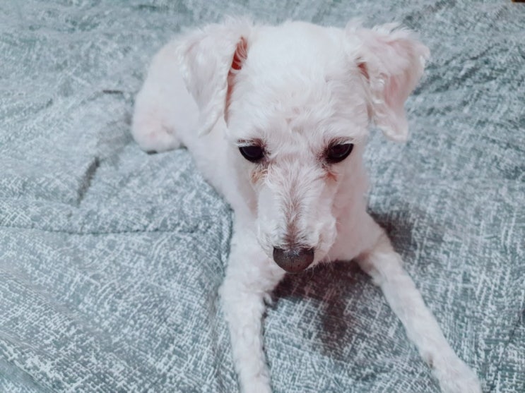 오늘일기 DAY10, 후식은 오렌지