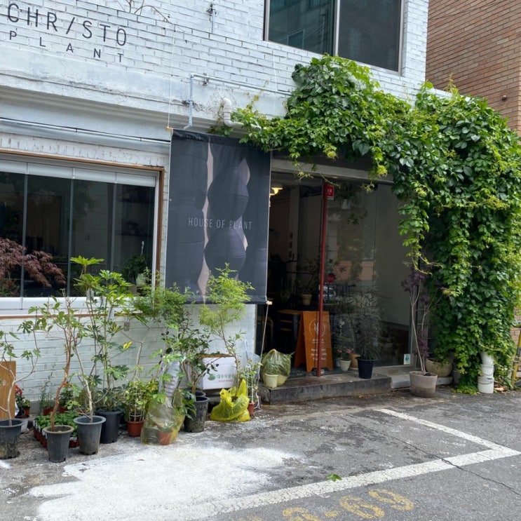  행잉식물 박쥐란(staghorn fern) 실내공기정화식물